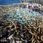 FILE - A school of fish swim above corals on Moore Reef in Gunggandji Sea Country off the coast of Queensland in eastern Australia on Nov. 13, 2022.  Australia’s environment minister said on Tuesday, Nov. 29, 2022 her government will lobby against UNESCO adding the Great Barrier Reef to a list of endangered World Heritage sites.  (AP Photo/Sam McNeil, File)