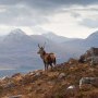 A stag in the Scottish highlands.