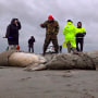 About 700 endangered seals were found dead on the coast of the Caspian Sea in Dagestan. According to the local authorities, the reason for the death has not been established yet, and the number of dead animals may increase. Specialists of the Russian Federal Fisheries Agency and the Environmental Prosecutor's Office are inspecting the coastline and collecting data for laboratory research. 