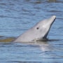 A dolphin surfaces in Laguna, Brazil, in 2013.