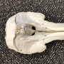 A dolphin skull was found in luggage at Detroit Metropolitan Airport.