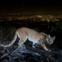 This July 10, 2016, photo shows an uncollared adult female mountain lion photographed with a motion sensor camera in the Verdugos Mountains in in Los Angeles County, Calif. 