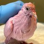Flamingo, the pink pigeon.