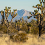 Image: The Spirit Mountain area, also known by the Mojave name Avi Kwa Ame and home to some of the largest and oldest Joshua Trees, in the Mojave Desert, Nev., on Jan. 6, 2023. (John Burcham/The New York Times)