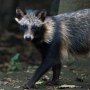 A raccoon dog in Mexico City