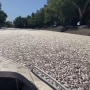 Image: AUSTRALIA-ENVIRONMENT-FISH
