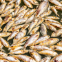 Specialist contractors will remove millions of rotting fish from an Outback river after an unprecedented die-off caused by depleted oxygen levels due to recent floods and hot weather, police said on Monday, March 20, 2023. 