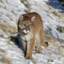 A mountain lion in Colorado's Rocky mountains in an undated photo.