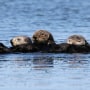 FILE - Sea otters are seen together along the Elkhorn Slough in Moss Landing, Calif., on March 26, 2018. A nonprofit group that aims to protect endangered species asked the U.S. Fish and Wildlife Service on Thursday, Jan. 19, 2023, to reintroduce sea otters to a stretch of the West Coast from Northern California to Oregon. (AP Photo/Eric Risberg, File)
