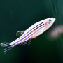 A zebra danio, or zebrafish, swims in a tank in a research institute in Wuhan in central China's Hubei province Thursday, April 22, 2021.