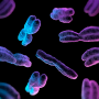 Chromosomes