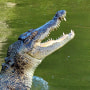 Saltwater crocodile in Queensland, Australia.