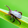 Encephalitis tick Insect on grass.