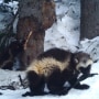 Wolverines in the snow in Mount Rainier National Park, in 2021.