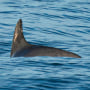 Experts on the expedition estimate they saw between 10 and 13 of the porpoises during nearly two weeks of sailing in May 2023 in the Gulf of California. 