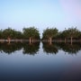 Flooded pistachio trees in the reemerging Tulare Lake, in California’s Central Valley, on April 27, 2023 near Corcoran, Calif.