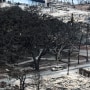 Historic Banyan tree surrounded by burned cars in Lahaina in the aftermath of wildfires in Lahaina, Hawaii, on Aug. 10, 2023.