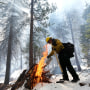 A Sequoia National Forest firefighter uses a drip torch during prescribed pile burning near young giant sequoia trees on February 19, 2023 in Sequoia National Forest, California. According to the Forest Service, wildfires have destroyed nearly 20 percent of all giant sequoias in the past three years amid hazardous fuel (vegetation) buildup. The Forest Service began emergency action last year to reduce the fuels in 12 giant sequoia groves in the Sequoia National Forest, including prescribed pile burning to reduce wildfire risk. The massive trees can live for over 3,000 years and average between 180 to 250 feet in height.