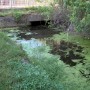 The canal where a 13-foot alligator was seen in Pinellas County, Fla.