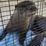 Otter captured by Palm Beach County Animal Care and Control.