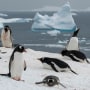 Gentoo penguins on Petermann Island, Antarctica, in November 2022.