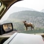 North America, USA, Montana, Glacier National Park, Going-to-the-Sun Highway, Big Horn Sheep walking Highway Retaining Wall from Auto.