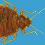 Bed Bug on blue background