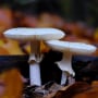 Three white death cap mushrooms.