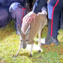 Durham Regional Police Service officers hold an escaped female kangaroo during its recapture in Oshawa