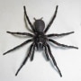 A male specimen of the Sydney funnel-web spider, the world's most poisonous arachnid.