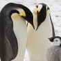 Scientists have spotted previously unknown colonies of emperor penguins in new satellite imagery. At least some emperor penguins are moving their colonies as melting ice from climate change threatens breeding grounds. The British Antarctic Survey said Wednesday, Jan. 24, 2024, that the four newly found colonies likely existed for many years, but scientists hadn’t previously spotted them. 