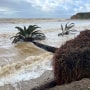 Fallen palm trees at Refugio State Beach in Santa Barbara, Calif. on Feb. 20, 2024.