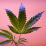 Marijuana plants are shown at a California Street Cannabis Company location in San Francisco on March 20, 2023.