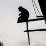 A macaque sits on the roof of a building in Lopburi, Thailand