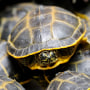 Mud turtles are displayed during a press conference at the Customs Department in Bangkok on June 2, 2011.