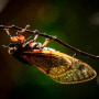 A Brood X cicada