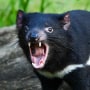 Rare Tasmanian Devil tooth found in Australian gorge
