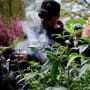 A Marijuana plant is displayed as a person smokes marijuana