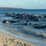 Marine wildlife experts were frantically trying to rescue some 140 pilot whales stranded on Thursday in the shallow waters of an estuary in the southwest of the state of Western Australia.