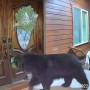 Pine Mountain Club, Calif., has experienced more than 560 bear-related incidents since July as bears increasingly make their way into cars, patios and homes.