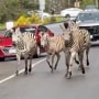 Police and public capture runaway zebras in Washington State, but one is still missing.
