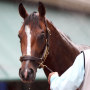 Image: Preakness Previews bath bathing horse training