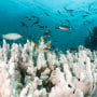 Reef fishes swim over a reef 