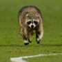 Raccoon Invades Philadelphia Union vs New York City FC Soccer Game