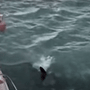 A New Zealand man was filmed diving onto an orca off the coast of Auckland, in footage shared to social media in February 2024.