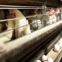 Image: chickens cages bird flu threat