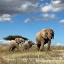 Image: elephants northern kenya mother calfs baby 
