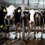 Cows stand in the milking parlor of a dairy farm.