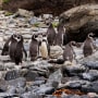 A group of Humbolt penguins stand on the rocks