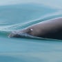 The number of Mexico’s critically endangered vaquita marina porpoises sighted in the Gulf of California has fallen to between 6 and 8 this year, Sea Shepherd researchers said Tuesday, June 11, 2024.  